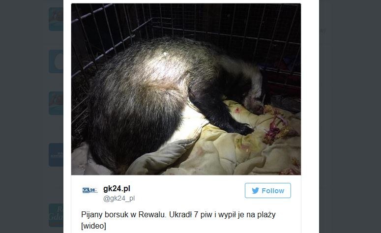 Borsuczyca najpierw ukradła, a potem wypiła 7 piw /Twitter