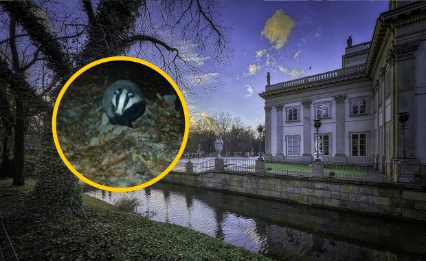 Borsuk z Łazienek ma szlacheckie imię. Wybór internautów zaskakuje