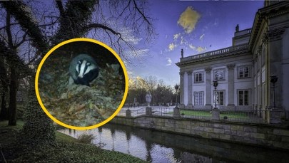 Borsuk z Łazienek ma szlacheckie imię. Wybór internautów zaskakuje