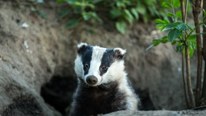 Borsuki ryjące pod torami sparaliżowały ruch pociągów