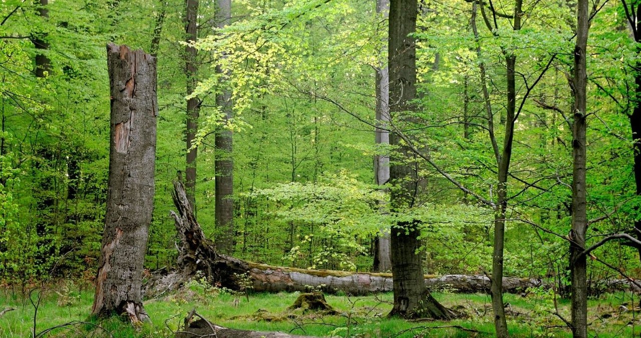 Bory Dolnośląskie są największym zwartym kompleksem leśnym w Polsce /Marcin Karetta /Agencja FORUM