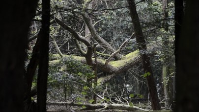 Bory Tucholskie po nawałnicy. „Jakby ktoś zrzucił bombę na obszar większy niż Warszawa” 