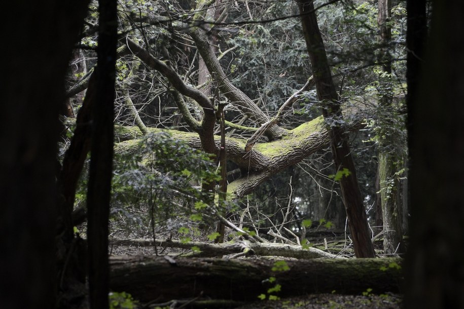 Bory Tucholskie /Tytus Żmijewski /PAP