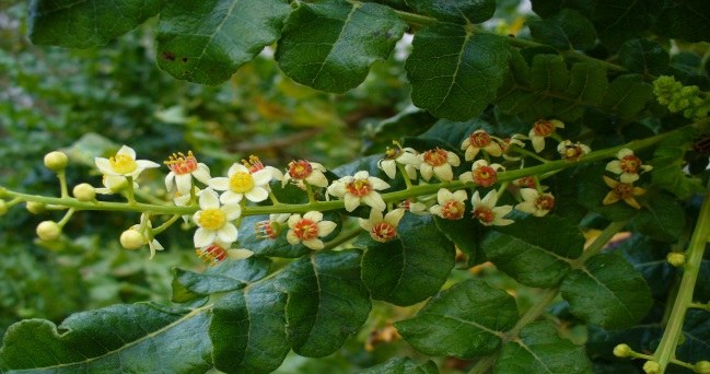 boswellia serrata /© Photogenica