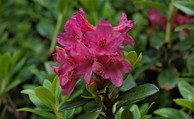 Botaniczna ciekawostka w Karkonoszach. Chodzi o różaneczniki