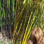 Botaniczna sensacja pod Brukselą. Zakwita raz na 120 lat