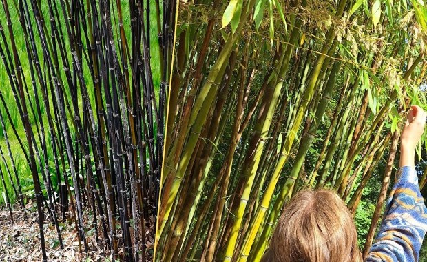 Botaniczna sensacja pod Brukselą. Zakwita raz na 120 lat