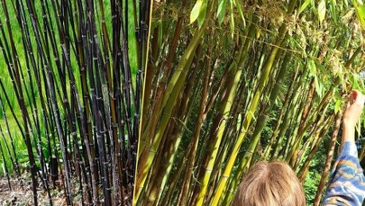 Botaniczna sensacja pod Brukselą. Zakwita raz na 120 lat