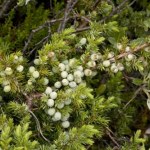 góry Botaniczny fenomen w Polsce. W całych Karkonoszach jest tylko jeden okaz