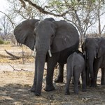 Botswana chce wysłać do Niemiec... 20 tysięcy słoni 