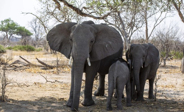 Botswana chce wysłać do Niemiec... 20 tysięcy słoni 