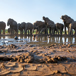 ​Botswana: Tajemnicza śmierć 154 słoni