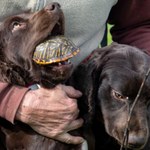 Boykin spaniel. Pies, który poluje na żółwie