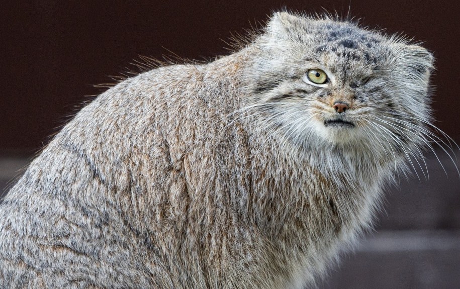 Bożenka - samica manula z pozańskiego ogrodu zoologicznego /ZOO Poznań /