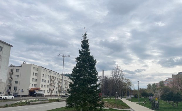 Bożonarodzeniowa choinka stanęła w parku centralnym w Gdyni