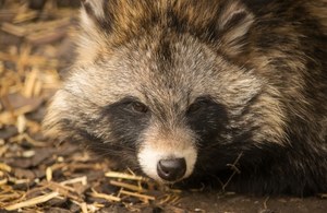 Bracia, patrzcie, jenot! Ma niezwykle groźną broń. Jest nią sen
