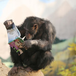 Bracia w rozumie: Czy da się porozmawiać z szympansem?