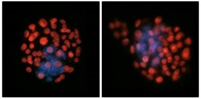 Brak grawitacji zaburza strukturę embrionu (po prawej) /Sperm and Embryo Biology Laboratory, Adelaide University. /Materiały prasowe