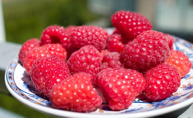 Brak zakazu importu malin z Ukrainy. Jest szansa na zmianę