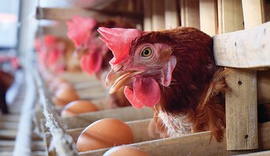Brakuje jajek? Ludzie w Nowej Zelandii kupują własne kury 