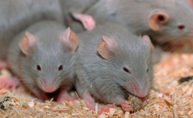 Brakuje... myszy do walki z koronawirusem