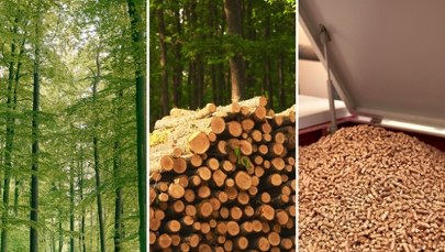 Brakuje pelletu, ekspert bije na alarm. "Radykalny deficyt trociny"