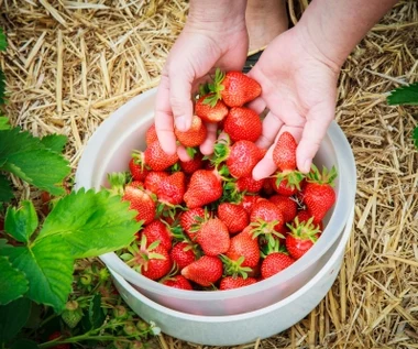 Brakuje rąk do zbierania truskawek. Rolnicy nie mają wyjścia, proponują "samozbiór"