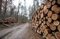 Branża drzewna reaguje na plany zmian sprzedaży drewna. "Oczekiwaliśmy interwencji"