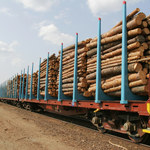 ​Branża: Eksport drewna znacznie wyższy niż podają Lasy Państwowe