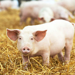 Branża mięsna: Niskie ceny wieprzowiny to efekt epidemii koronawirusa