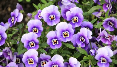 Братки будуть цвісти безперервно. Перевірте один простий спосіб після покупки