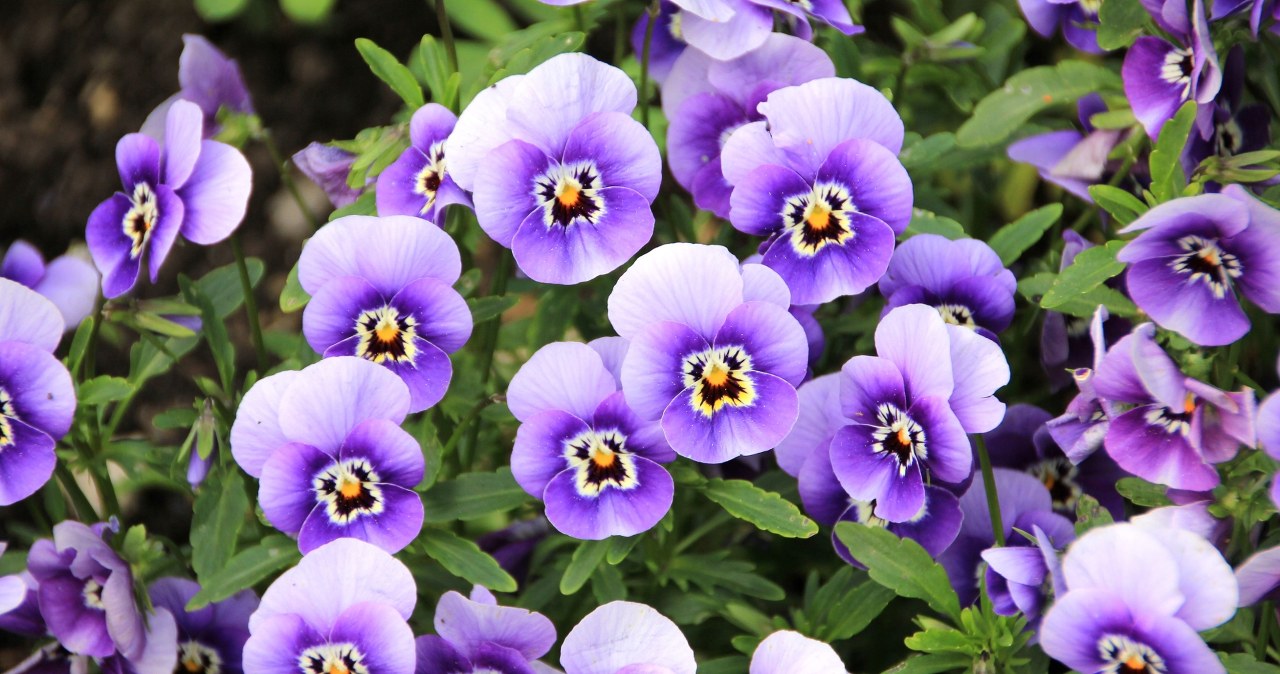 Братки - чарівні квіти, які прикрашають балкони та сади ранньою весною /pixabay.com