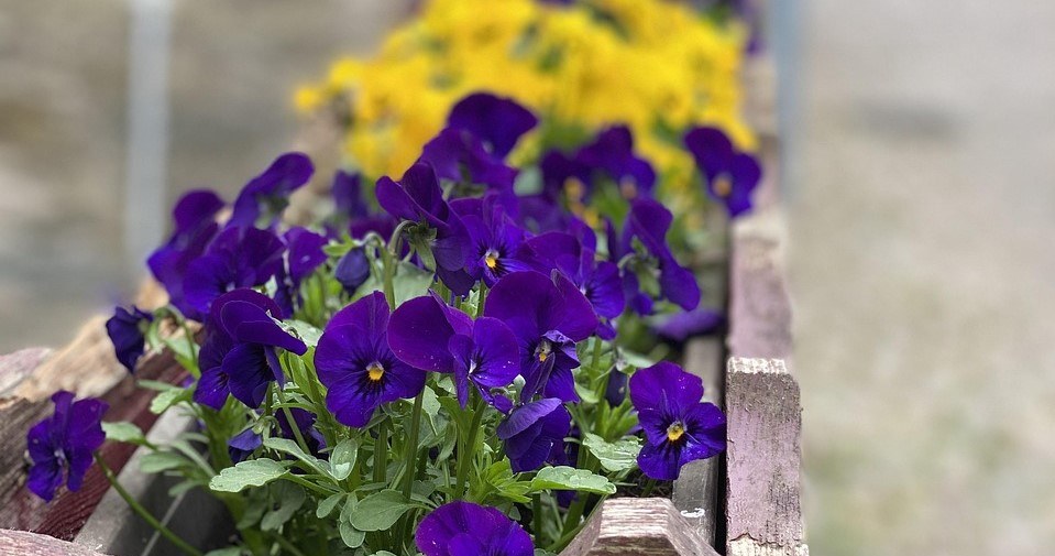 Братки люблять сонячні місця або легку півтінь /pixabay.com