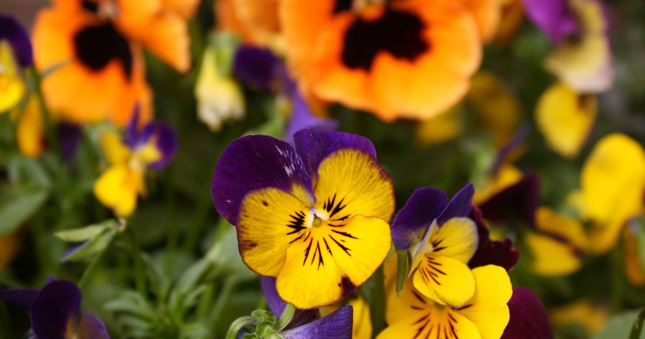 Братки найкраще почуваються на сонячних або злегка затінених місцях /pixabay.com