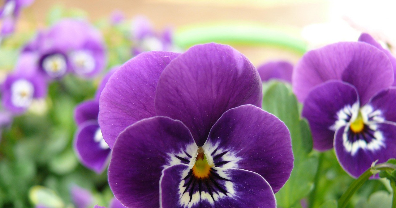 Братки називають "залізними рослинами" через їхню надзвичайну витривалість /pixabay.com