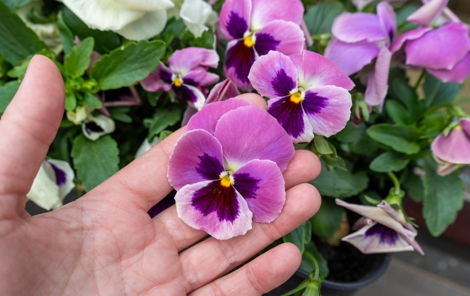 Bratki /Shutterstock