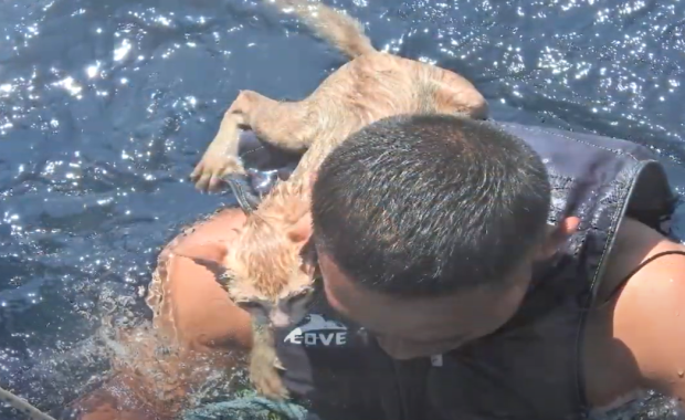 Brawurowa akcja nurka. Z tonącej łodzi uratował… koty