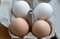 Brązowe jaja znikną z polskich sklepów? "Białe kury mają większy potencjał"