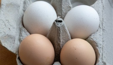 Brązowe jaja znikną z polskich sklepów? "Białe kury mają większy potencjał"