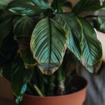 Brązowe liście zimą? Nie wycinaj tego, co ratuje okaz