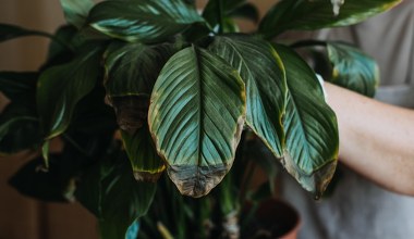 Brązowe liście zimą? Nie wycinaj tego, co ratuje okaz