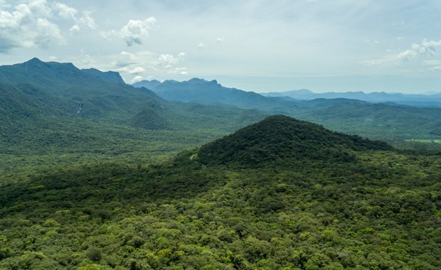 Brazylia: Odkryto skamieliny lasu sprzed 290 mln lat