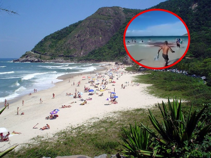 Brazylia: Panika na plaży po wyrzuceniu na ląd kaszalotów