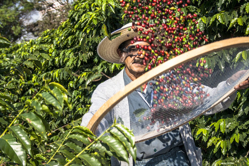 Brazylia. Praca na plantacji kawy /123RF/PICSEL