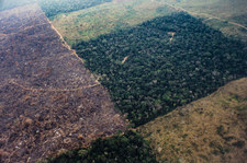 Brazylia: Wylesianie Amazonii drastycznie przyspieszyło