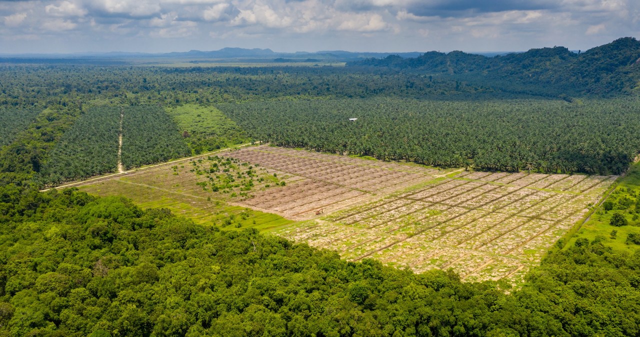 Brazylijscy farmerzy korzystają z wycinek lasów Amazonii, budując na miejsce drzew wielkie farmy soi /123RF/PICSEL