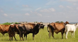 ​Brazylijskie mięso wypada z unijnego rynku? Od września zakaz
