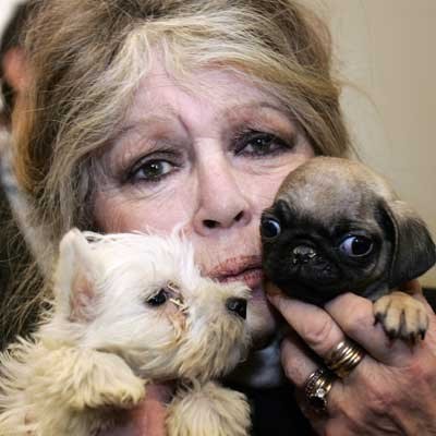 Brigitte Bardot od lat protestuje przeciwko złemu traktowaniu zwierząt /AFP
