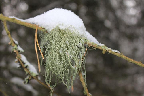 Brodaczka zwyczajna /© Photogenica