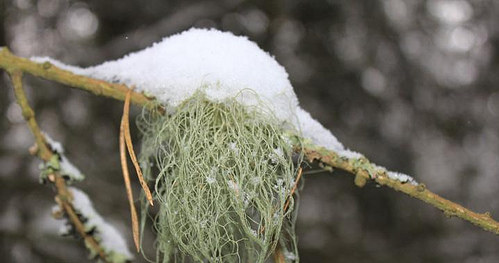 Brodaczka zwyczajna /© Photogenica